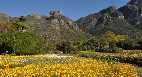 Kirstenbosch National Botanical Garden: Uma Jóia Verde e um Refúgio para Espíritos Naturais!