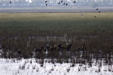  O Parque Nacional da Reserva de Yancheng: Uma Sinfonia de Pássaros e uma Jornada ao Passado!